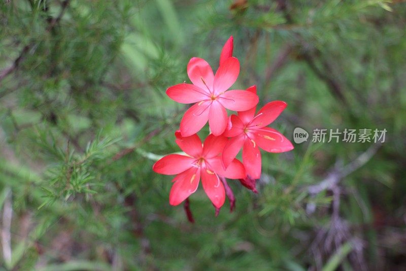 珊瑚红河百合'Hesperantha coccinea'花